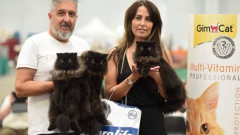 Il gatto più bello d'Italia è di Imperia – La Riviera