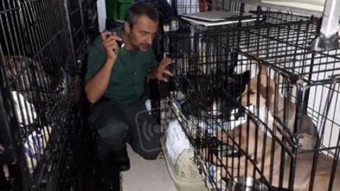 VIDEO: quaranta cuccioli di cane e gatti stipati in gabbie dentro un … – AltaRimini