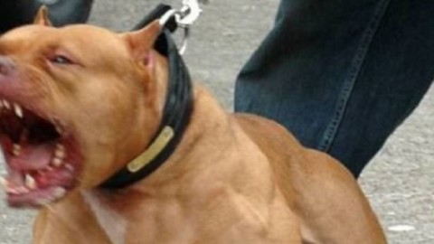 Paura a Torre del Greco. Una persona ferita per dividere due cani … – InterNapoli.it
