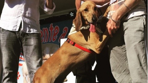 I cani dei canili tornano di nuovo in piazza a Senigallia con … – Vivere Senigallia