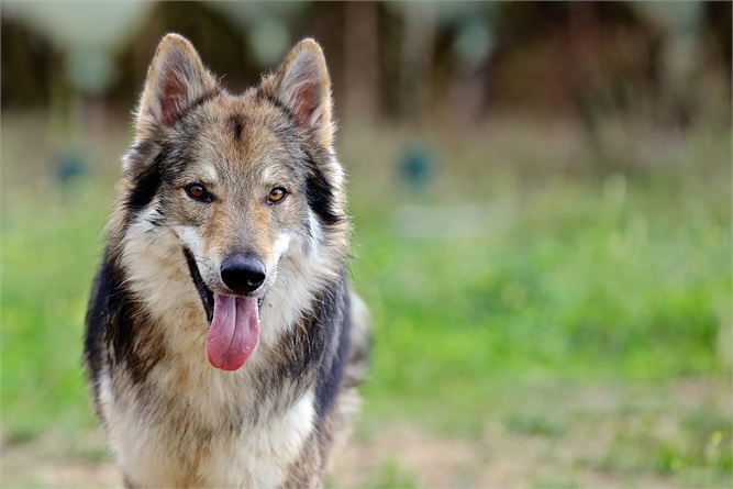 Che cosa sta cercando di dirti il tuo cane