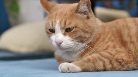 Nuova Zelanda, il paese vietato ai gatti. “Per proteggere la … – La Repubblica