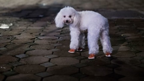 Autorità di Hanoi chiedono agli abitanti di non mangiare più i cani – Sputnik Italia