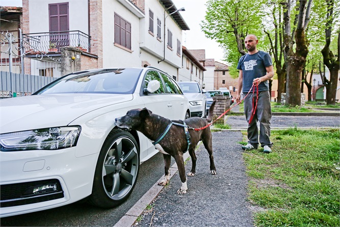 Che cosa sta cercando di dirti il tuo cane