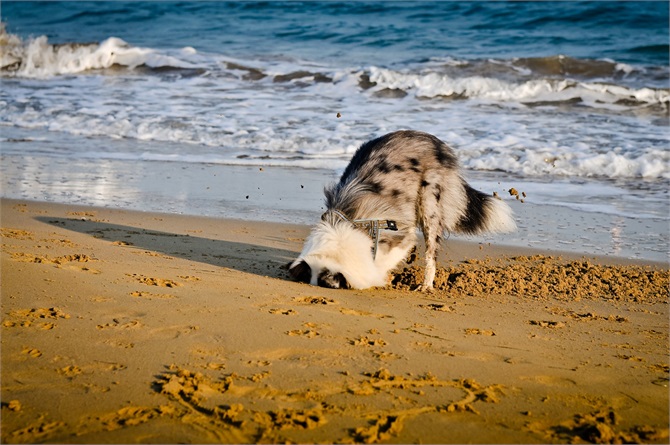 Che cosa sta cercando di dirti il tuo cane