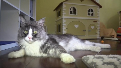 Meno immigrati e più hotel a 5 stelle per i gatti… – Il Cambiamento