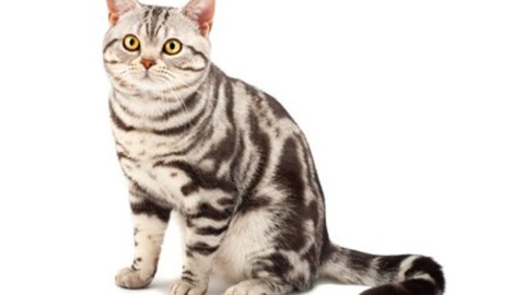 Scegliere un gatto: 5 razze di gatti popolari in tutto il mondo e … – www.amoreaquattrozampe.it (Blog)