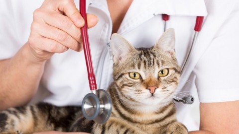 Follow Your Pet, a Firenze cani e gatti protagonisti – Corriere Nazionale