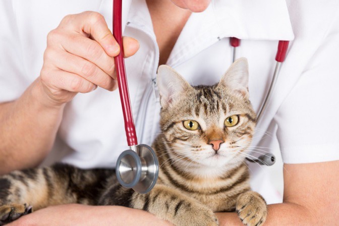 Follow Your Pet, a Firenze cani e gatti protagonisti – Corriere Nazionale