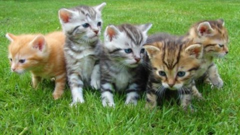 I gatti hanno un grande potere curativo: arriva la conferma degli … – Fidelity News
