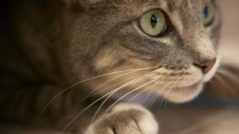 Il gatto porta a casa un sacchetto pieno di droga: “Meglio dei cani … – Fidelity News