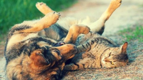 Cani e gatti, l'esperto: «Ciò che piace a noi, forse non piace a loro» – Corriere della Sera