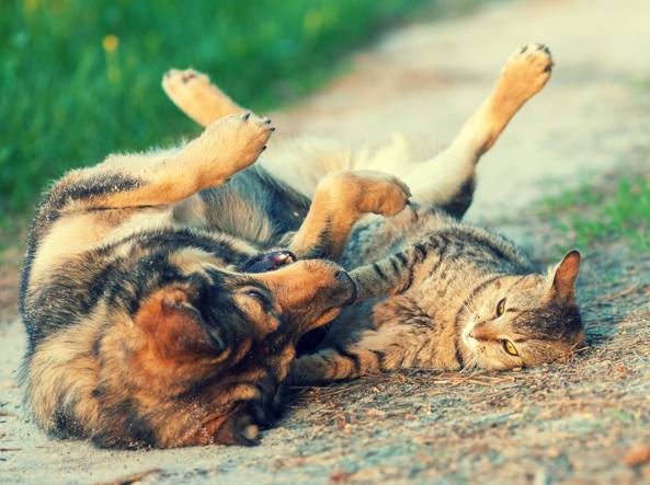 Cani e gatti, l'esperto: «Ciò che piace a noi, forse non piace a loro» – Corriere della Sera