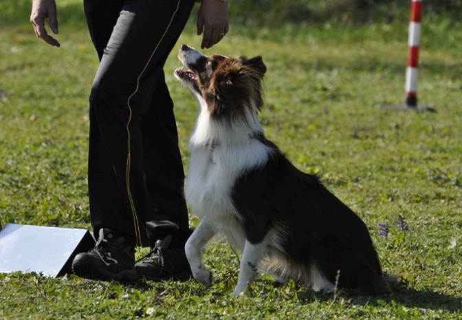 Seconda lezione del corso per proprietari di cani – tgvercelli.it (Comunicati Stampa) (Blog)