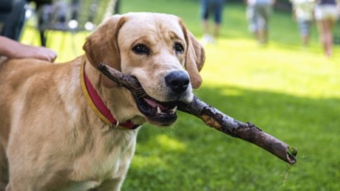Microchip cani obbligatorio: costo e sanzioni. Quando è gratis – Termometro Politico (Comunicati Stampa) (Blog)