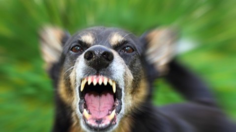 Agrigento, giovane donna inseguita da cani randagi: riesce a … – Scrivo Libero