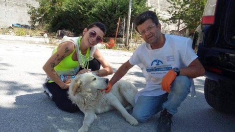 Terremoto: cercansi soldi e volontari per cani e gatti – ANSA.it