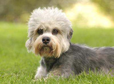AIDAA: in Italia rapito un cane ogni 15 minuti – Meteo Web