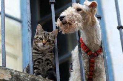 Animali in condominio, Cassazione: responsabilità di chi detiene il … – www.amoreaquattrozampe.it (Blog)