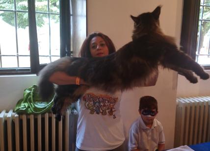 Barivel, il gatto più lungo del mondo, star del Festival dei Gatti. FOTO – Affaritaliani.it