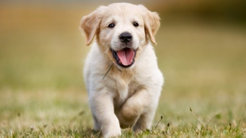 L' assicurazione per gli animali domestici – Radiogold