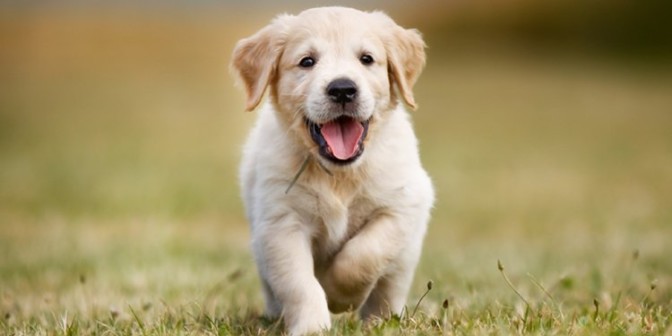 L' assicurazione per gli animali domestici – Radiogold