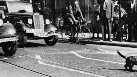 Gatto attraversa strada e auto si ribalta: al volante una suora – Automoto.it
