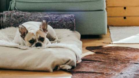 Cani: 5 idee per superare emotivamente la perdita – GreenStyle