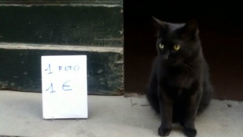 Brinchio, il “gatto di Rugapiana” diventa star della Tv giapponese – ValdichianaOggi.it (Satira) (Comunicati Stampa) (Blog)