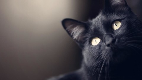 Inghilterra: un gatto trova una busta con stupefacenti, la polizia lo … – Blasting News