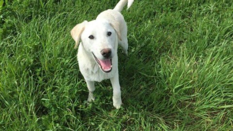 Appello per un'area cani a Vicchio. Lettera di una lettrice – OK!Mugello. Notizie cronaca attualità (Comunicati Stampa)