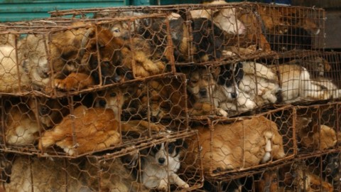 Carne di cane e gatto, sindaco Hanoi: 'Smettete di mangiarla … – Il Fatto Quotidiano