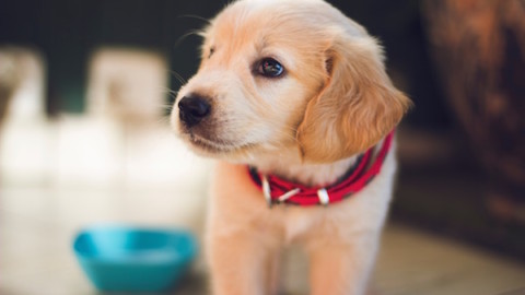 Vaccinazioni obbligatorie per cani – La Legge per Tutti
