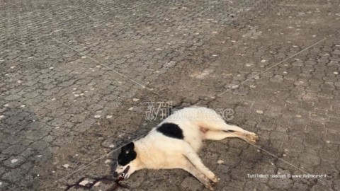 Ancora un cane avvelenato a Mileto, continua la strage – Il Vibonese