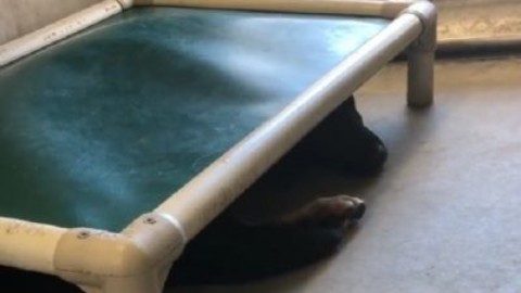 Cane terrorizzato in canile: da oltre un mese si nasconde nel box – www.amoreaquattrozampe.it (Blog)