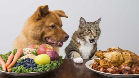 Cani e gatti in casa? Occhio ai parassiti d'autunno – Meteo Web