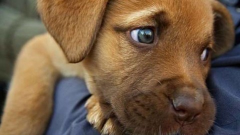 Settembre è l'ultimo mese per microchippare il proprio cane … – Riviera24