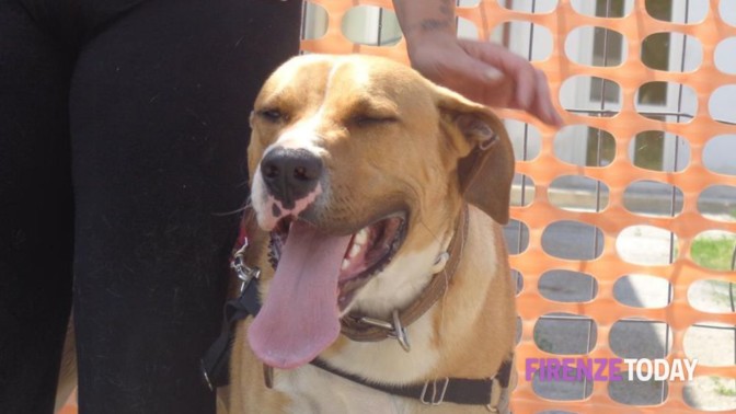 Cani senza guinzaglio: raffica di multe – FirenzeToday