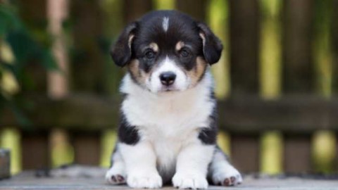 Cani in passerella a Cambiasca – Vco24 (Comunicati Stampa) (Blog)