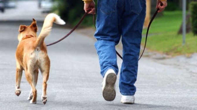 Diciassette multe per cani non al guinzaglio nei parchi di Firenze – gonews