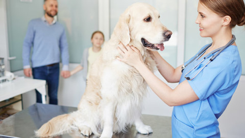 Cani e gatti malati: l'errore dei proprietari nel momento dell'addio – GreenStyle