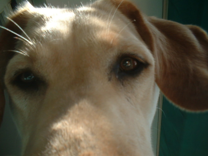 San Severo, cane trovato morto alla periferia nord – StatoQuotidiano.it