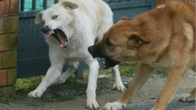 San Severo: cane trovato morto, la denuncia di Enpa – FoggiaToday – FoggiaToday