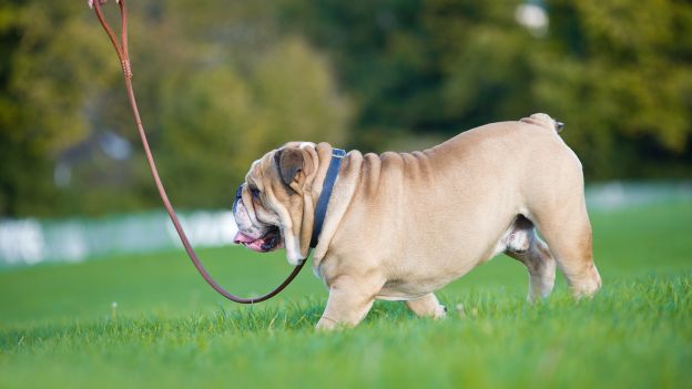 Le dieci destinazioni italiane più pet-friendly – AGR online