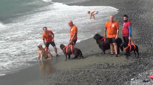 Cogoleto, la “Passeggiata Bau Bau” con i cani soccorritori – Shippingonline