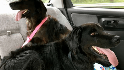 Gelosia tra cani, il video tenero diventa virale – www.amoreaquattrozampe.it (Blog)