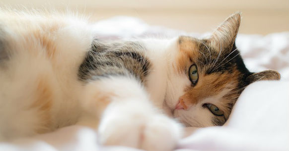 Gatto