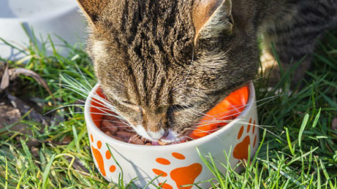 Allarme gatti: molti proprietari ignorano il felino sia carnivoro – GreenStyle