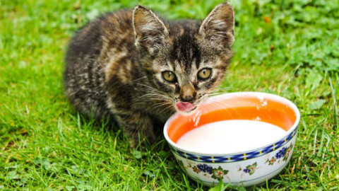Gatto anziano: 10 modi per renderlo felice e sano – GreenStyle