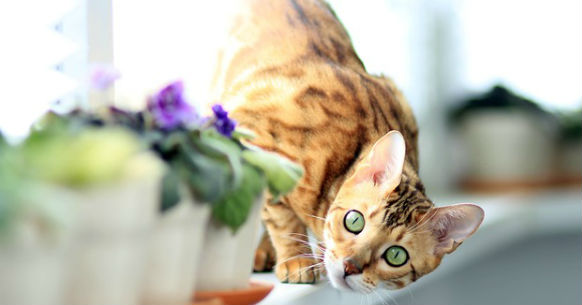 Gatto Bengala